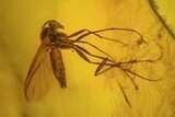 Detailed Fossil Fly (Diptera) In Baltic Amber #58066-1